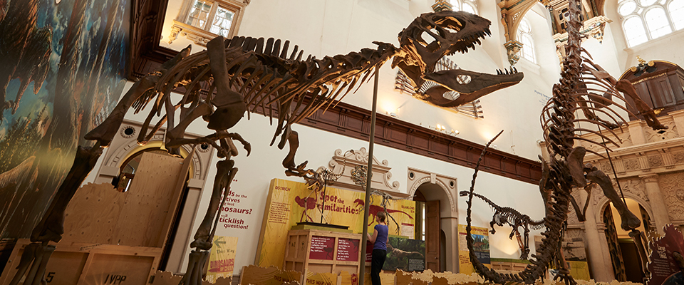 Dinosaurs in a museum