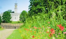Close-up of flowers near the Trent building