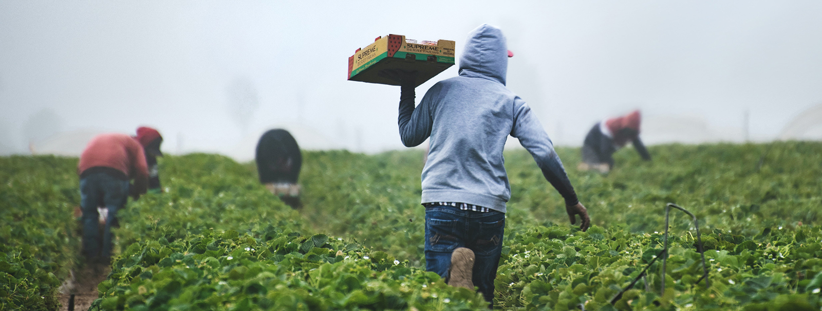 Farm workers in a field