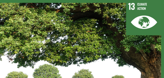 Photo of a tree in a field