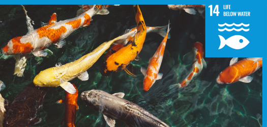 Multiple colourful fishes in the water