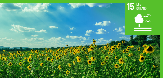 Field of sunflowers in the sunshine