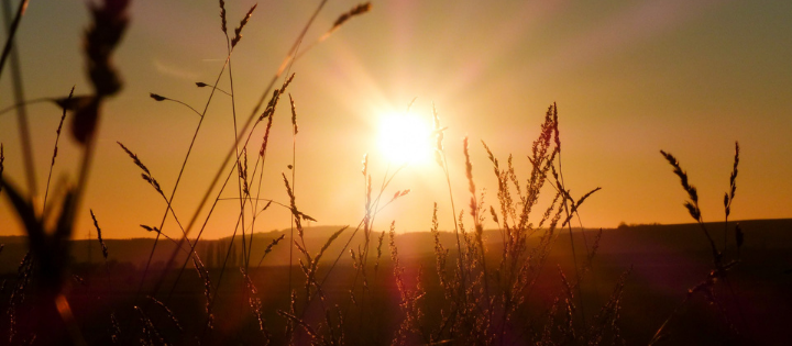 Silhouette of grass during sunset 