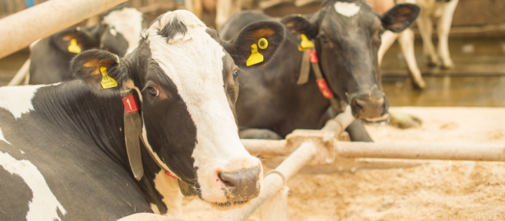 Cows in the Dairy Centre, Sutton Bonington 720x315