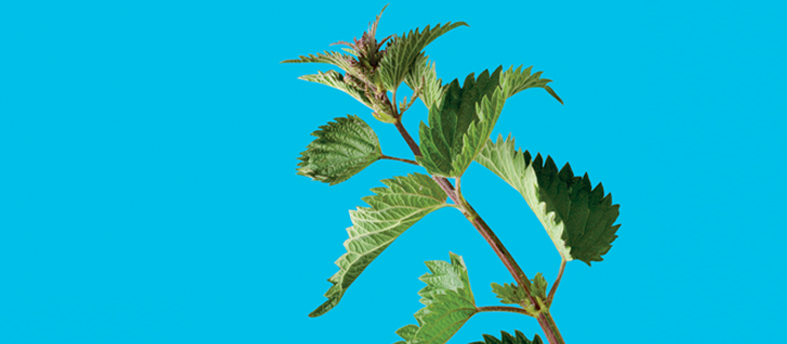 Nettle